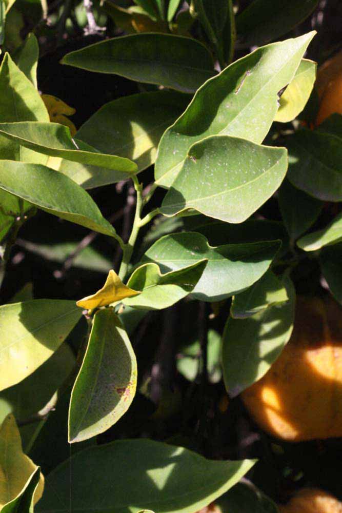            Sun leaves (Riverside, CA)   